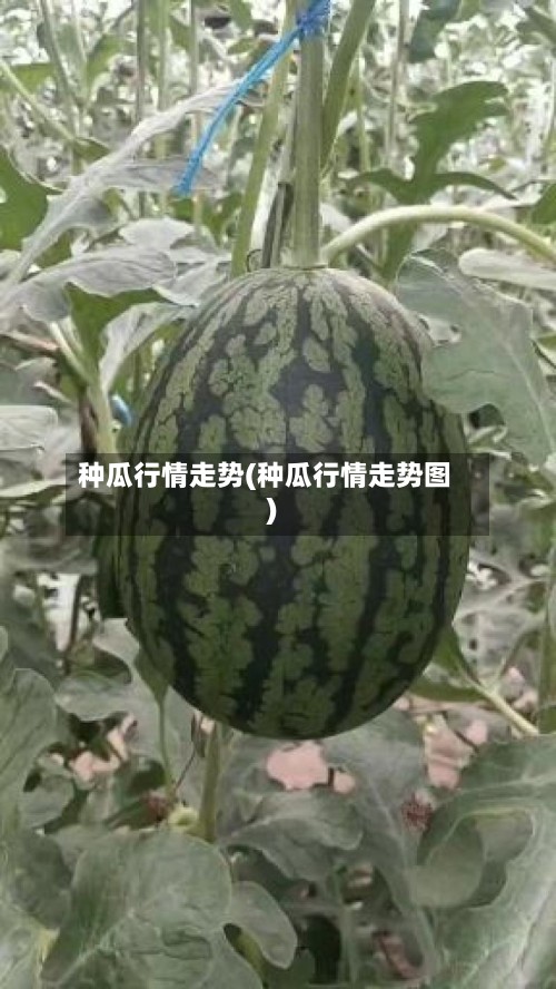种瓜行情走势(种瓜行情走势图)