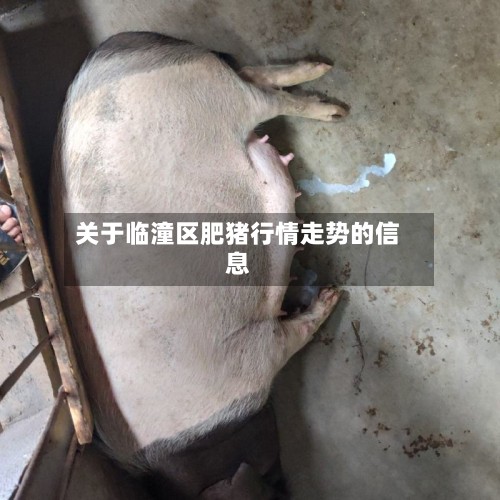 关于临潼区肥猪行情走势的信息-第2张图片