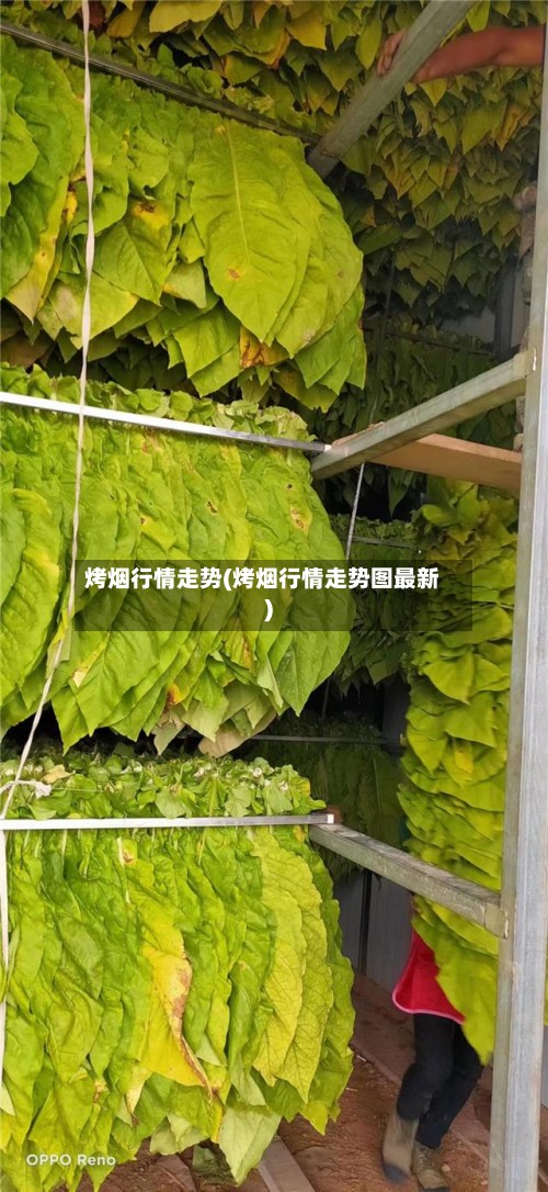 烤烟行情走势(烤烟行情走势图最新)
