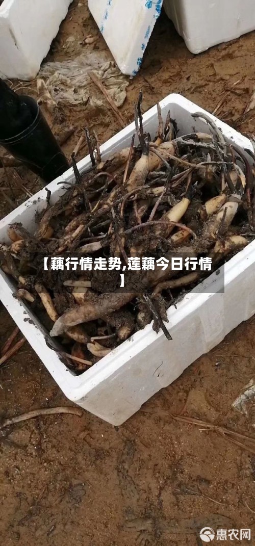 【藕行情走势,莲藕今日行情】-第2张图片