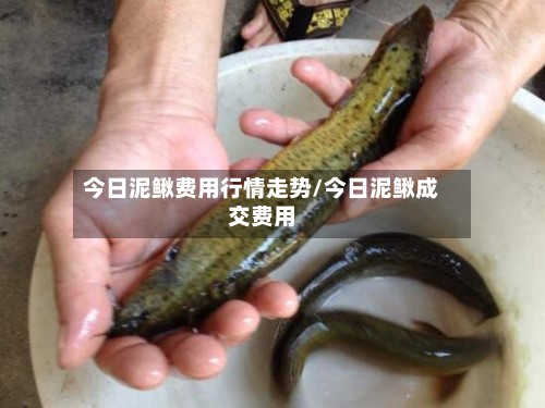 今日泥鳅费用行情走势/今日泥鳅成交费用